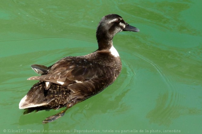 Photo de Canard