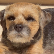 Photo de Border terrier