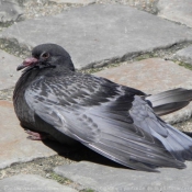 Photo de Pigeon