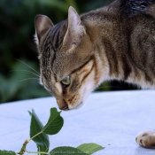 Photo de Chat domestique