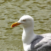 Photo de Goeland