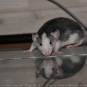 Photo de Rat