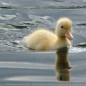 Photo de Canard colvert