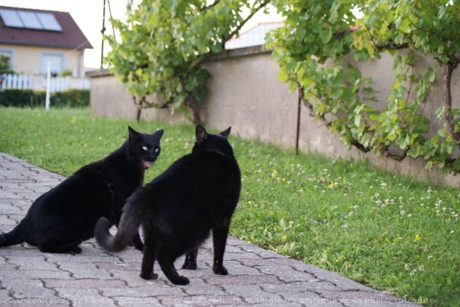 Photo de Chat domestique