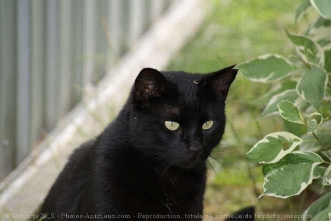 Photo de Chat domestique