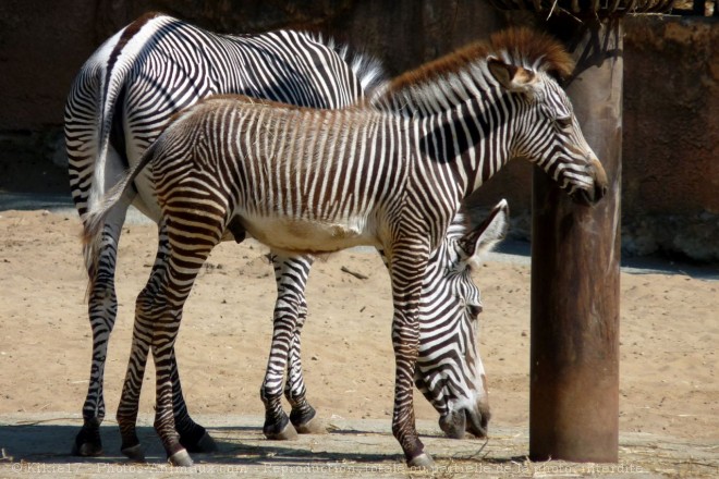 Photo de Zebre