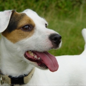 Photo de Jack russell terrier