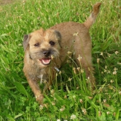 Photo de Border terrier