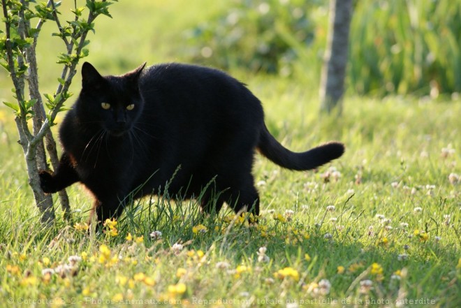 Photo de Chat domestique