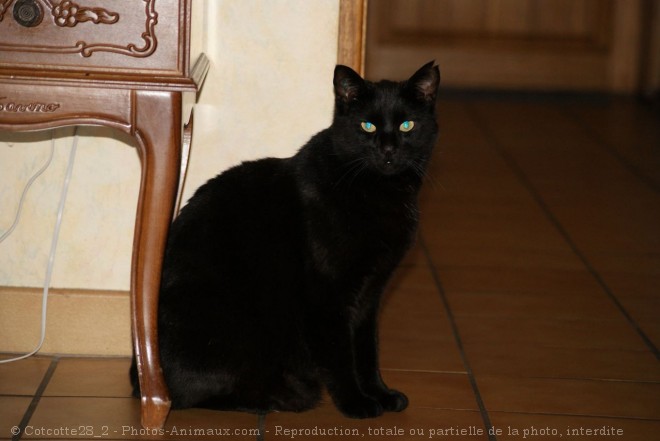 Photo de Chat domestique