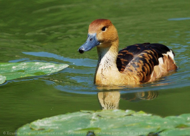 Photo de Canard dendrocygne