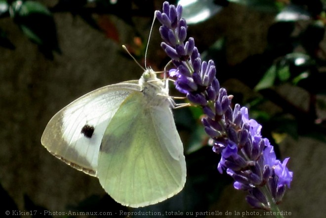 Photo de Papillon