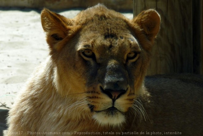 Photo de Lion