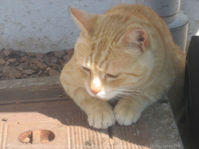 Photo de Chat domestique