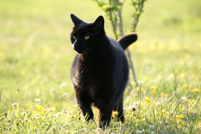 Photo de Chat domestique