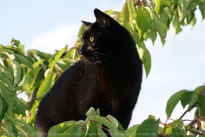 Photo de Chat domestique