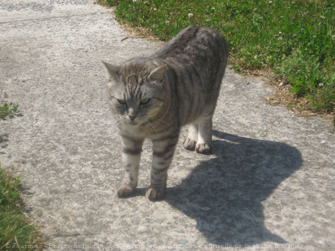 Photo de Chat domestique