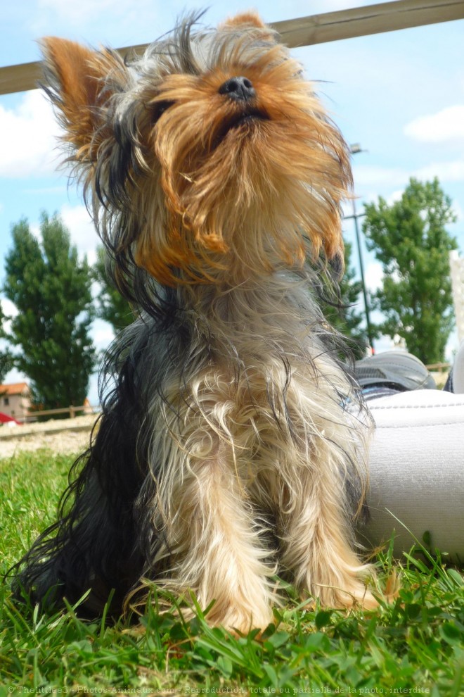 Photo de Yorkshire terrier