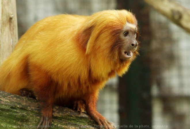 Photo de Singe - tamarin lion  tte dore