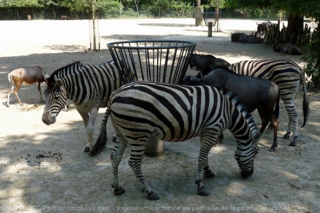 Photo de Zebre