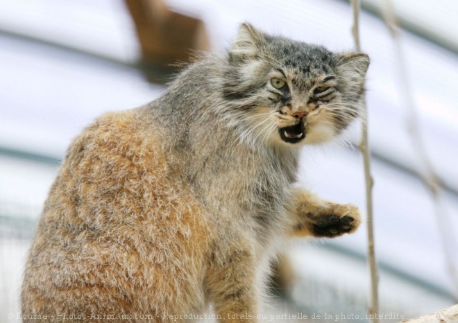 Photo de Chat de pallas