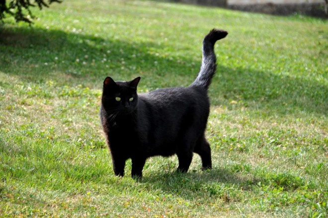 Photo de Chat domestique