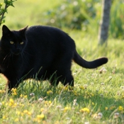 Photo de Chat domestique