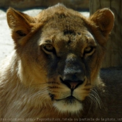 Photo de Lion