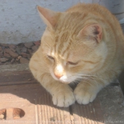 Photo de Chat domestique