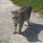 Photo de Chat domestique