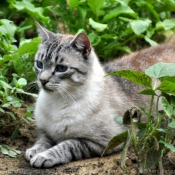 Photo de Chat domestique