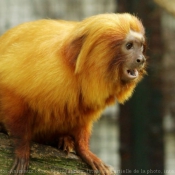 Photo de Singe - tamarin lion  tte dore