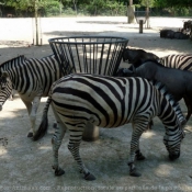 Photo de Zebre