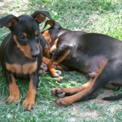 Photo de Pinscher nain