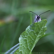 Photo de Papillon