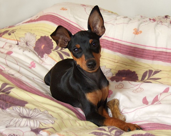 Photo de Pinscher nain