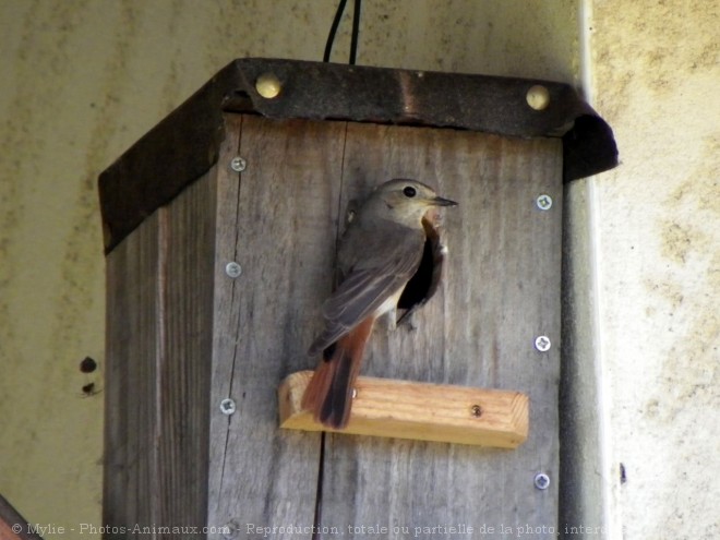 Photo de Rouge queue