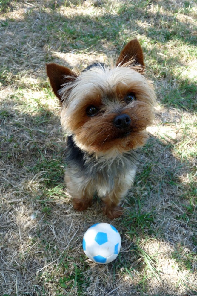 Photo de Yorkshire terrier