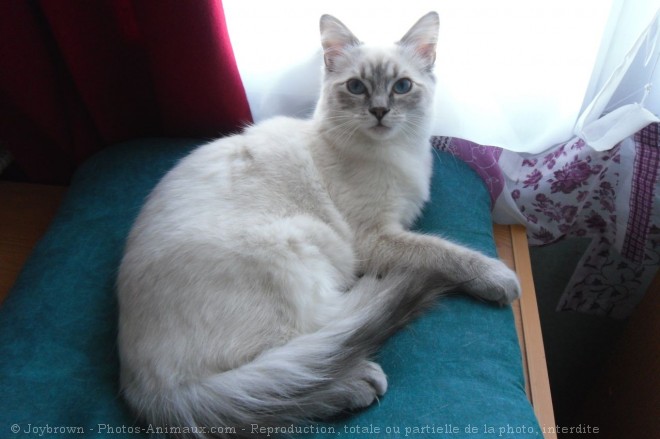 Photo de Ragdoll