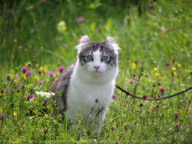 Photo d'American curl poil long