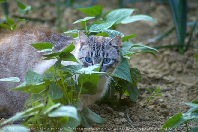 Photo de Chat domestique