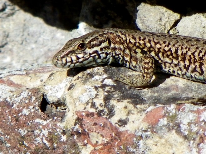 Photo de Lezard