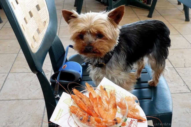 Photo de Yorkshire terrier