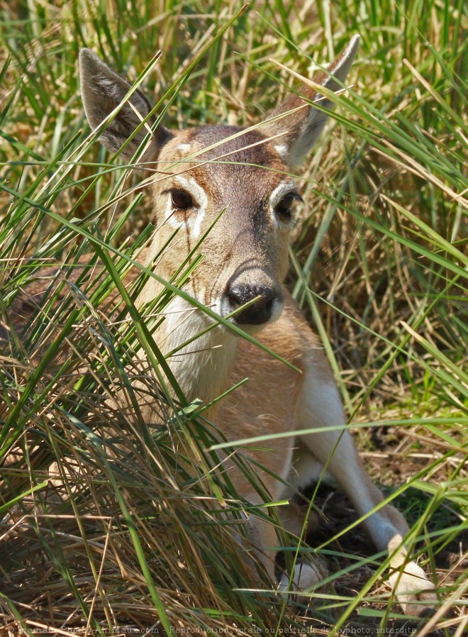 Photo de Cerf