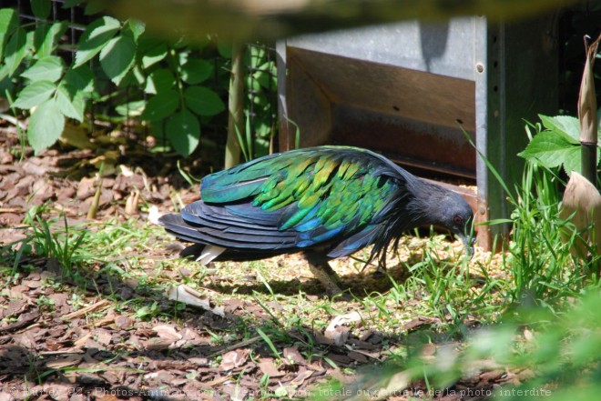 Photo de Pigeon - nicobar