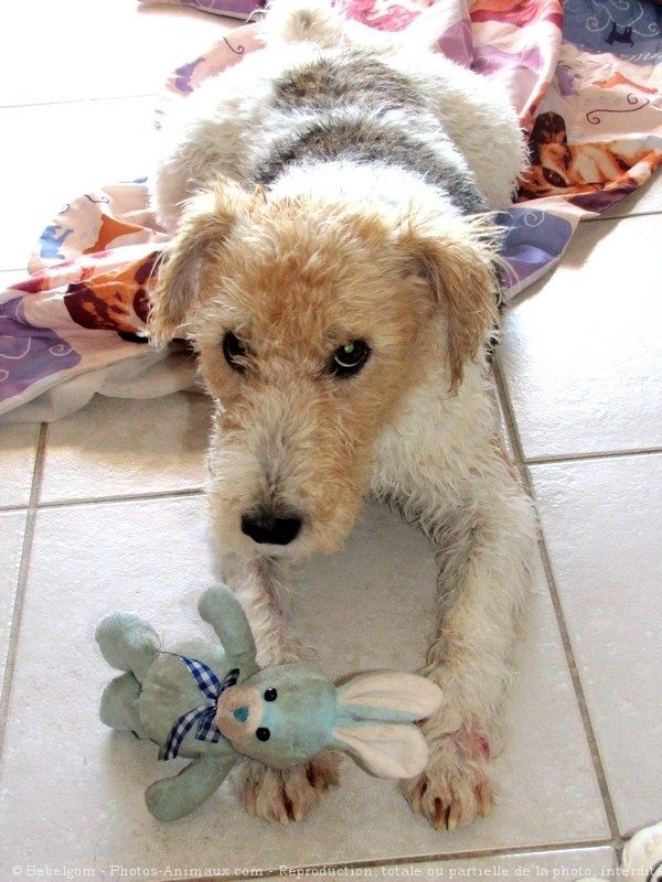 Photo de Fox terrier  poil dur