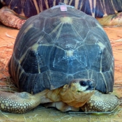 Photo de Tortue