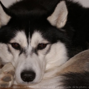 Photo de Husky siberien