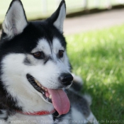 Photo de Husky siberien