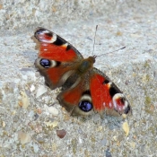 Photo de Papillon - paon du jour